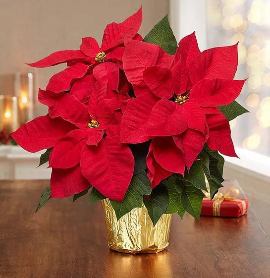 Christmas Poinsettia - Heart & Home Flowers