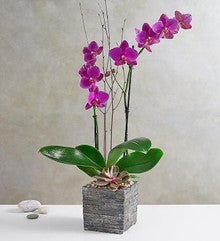 Tranquil Succulent Orchid Garden - Heart & Home Flowers