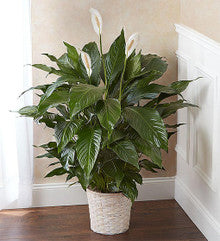 Peace Lily Plant for Sympathy Large