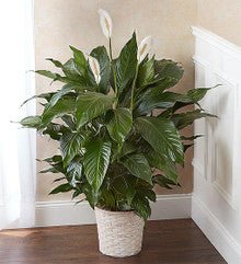 Peace Lily Plant for Sympathy Large - Heart & Home Flowers