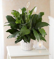 Peace Lily Plant for Sympathy Medium - Heart & Home Flowers