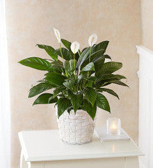 Peace Lily Plant for Sympathy Small