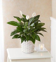 Peace Lily Plant for Sympathy Small - Heart & Home Flowers
