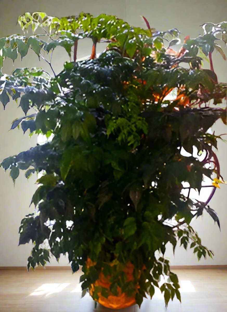 China Doll Plant - Heart & Home Flowers