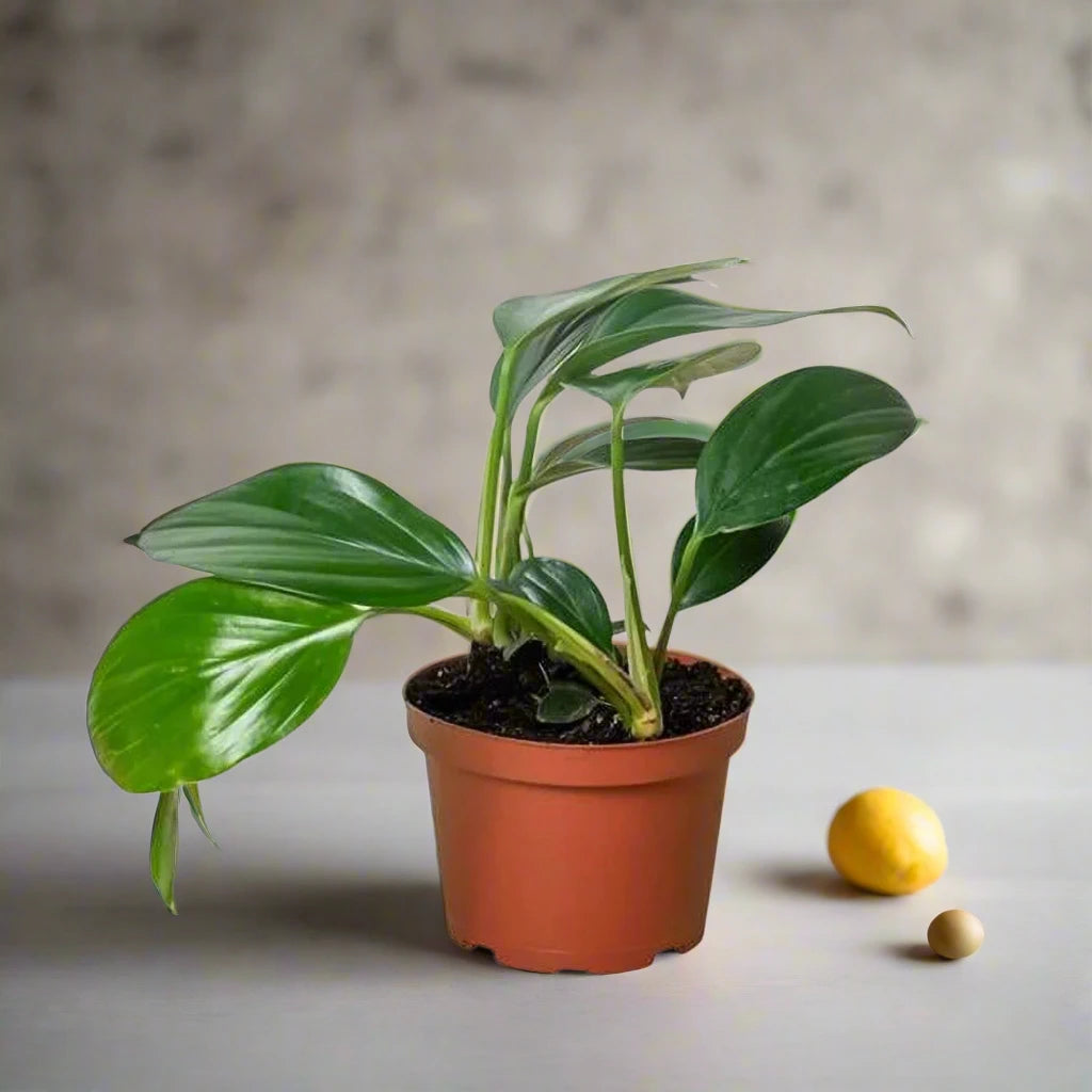 Dragon Tail Plant