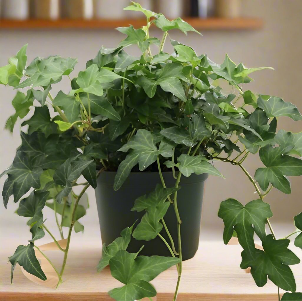 English Ivy - Heart & Home Flowers