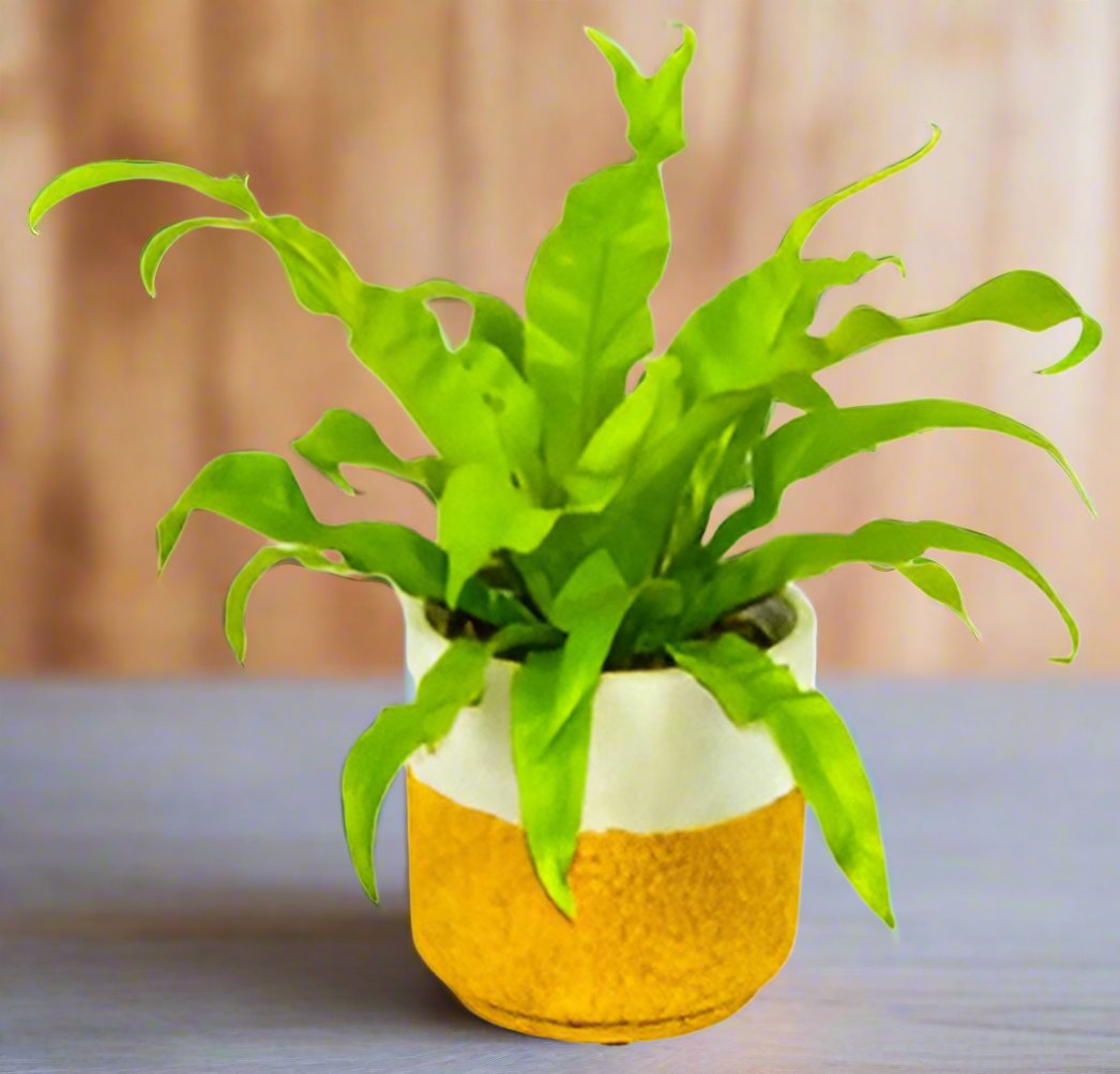 Bird’s Nest Fern - Heart & Home Flowers