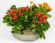 Kalanchoe Garden - Heart & Home Flowers