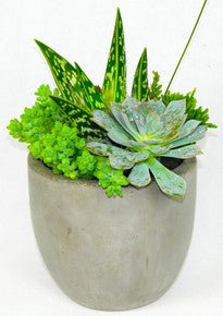 Succulent Space by Heart & Home Flowers - Heart & Home Flowers