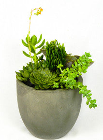 Succulent Space by Heart & Home Flowers