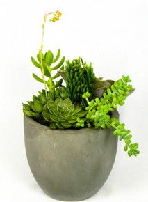 Succulent Space by Heart & Home Flowers - Heart & Home Flowers