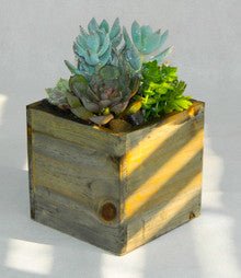 Nomadic Succulent Garden - Heart & Home Flowers