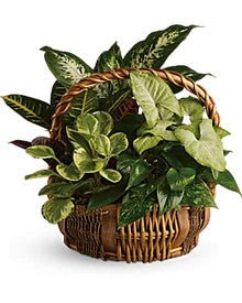 Emerald Basket by Heart & Home Flowers - Heart & Home Flowers