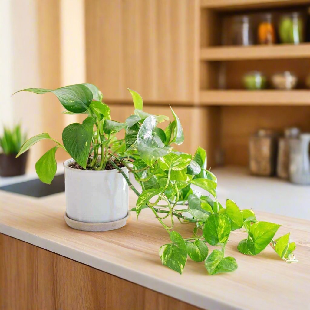 Golden Pothos - Heart & Home Flowers