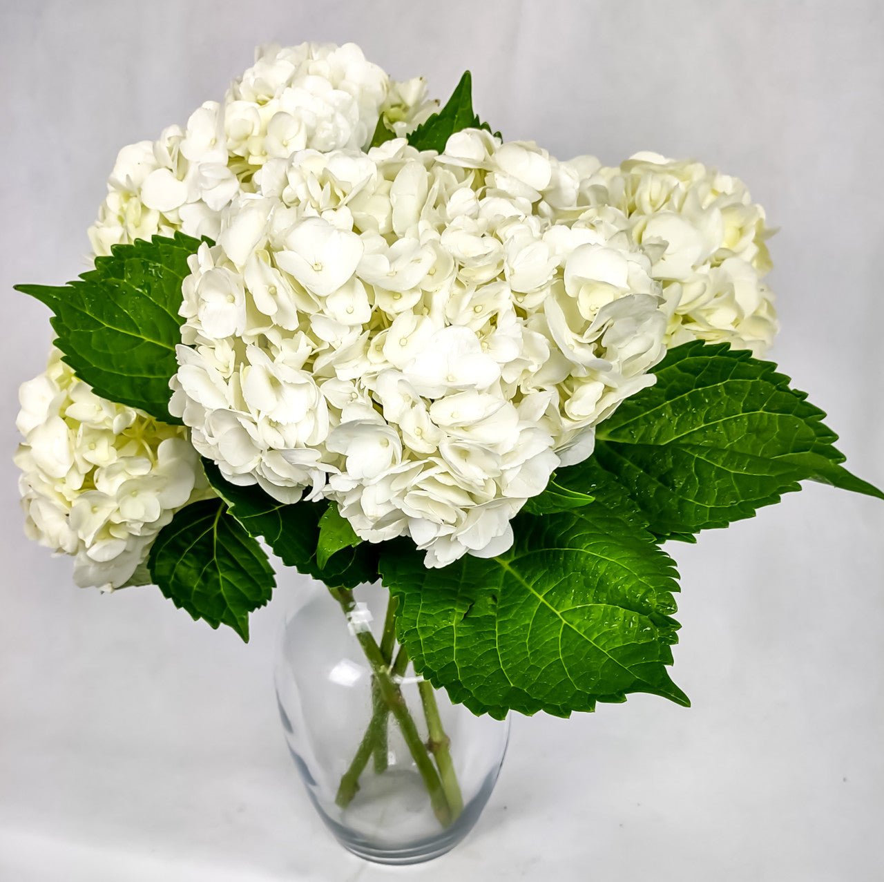 Simply Hydrangeas - Heart & Home Flowers