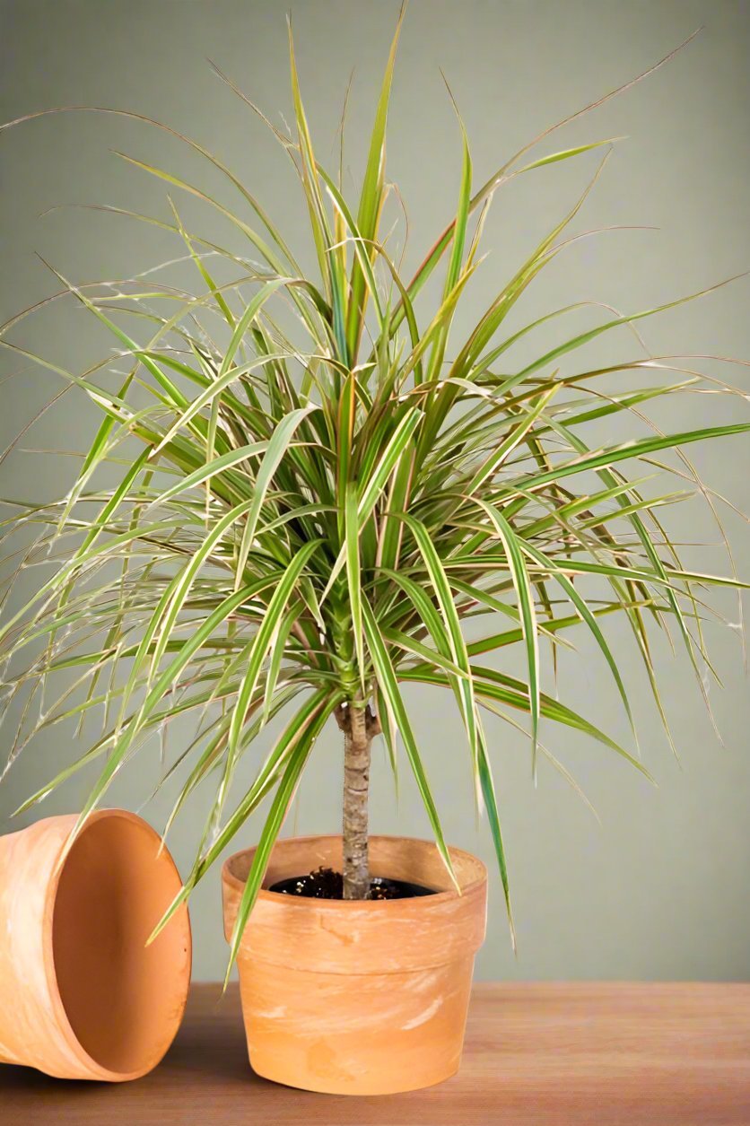 Madagascar Dragon Tree - Heart & Home Flowers