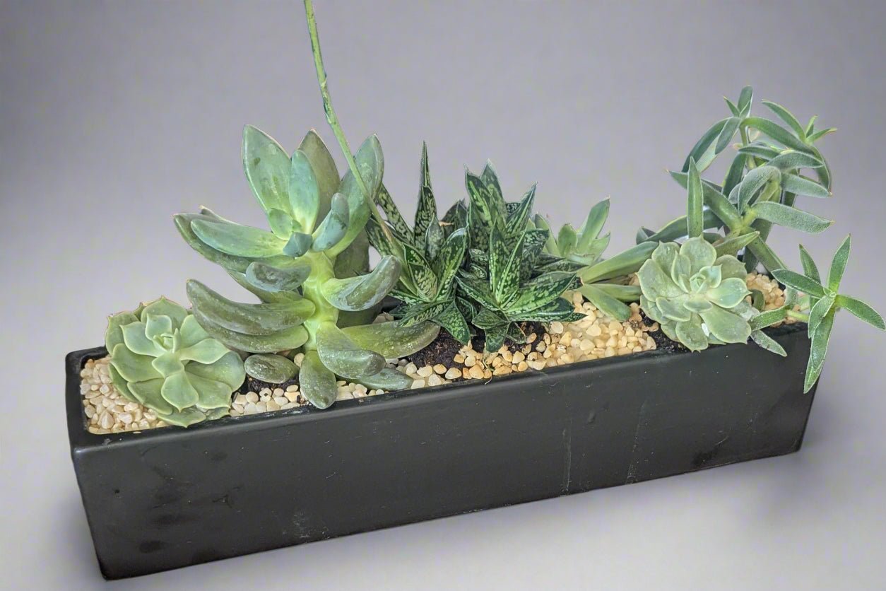 Succulent Vessel - Heart & Home Flowers