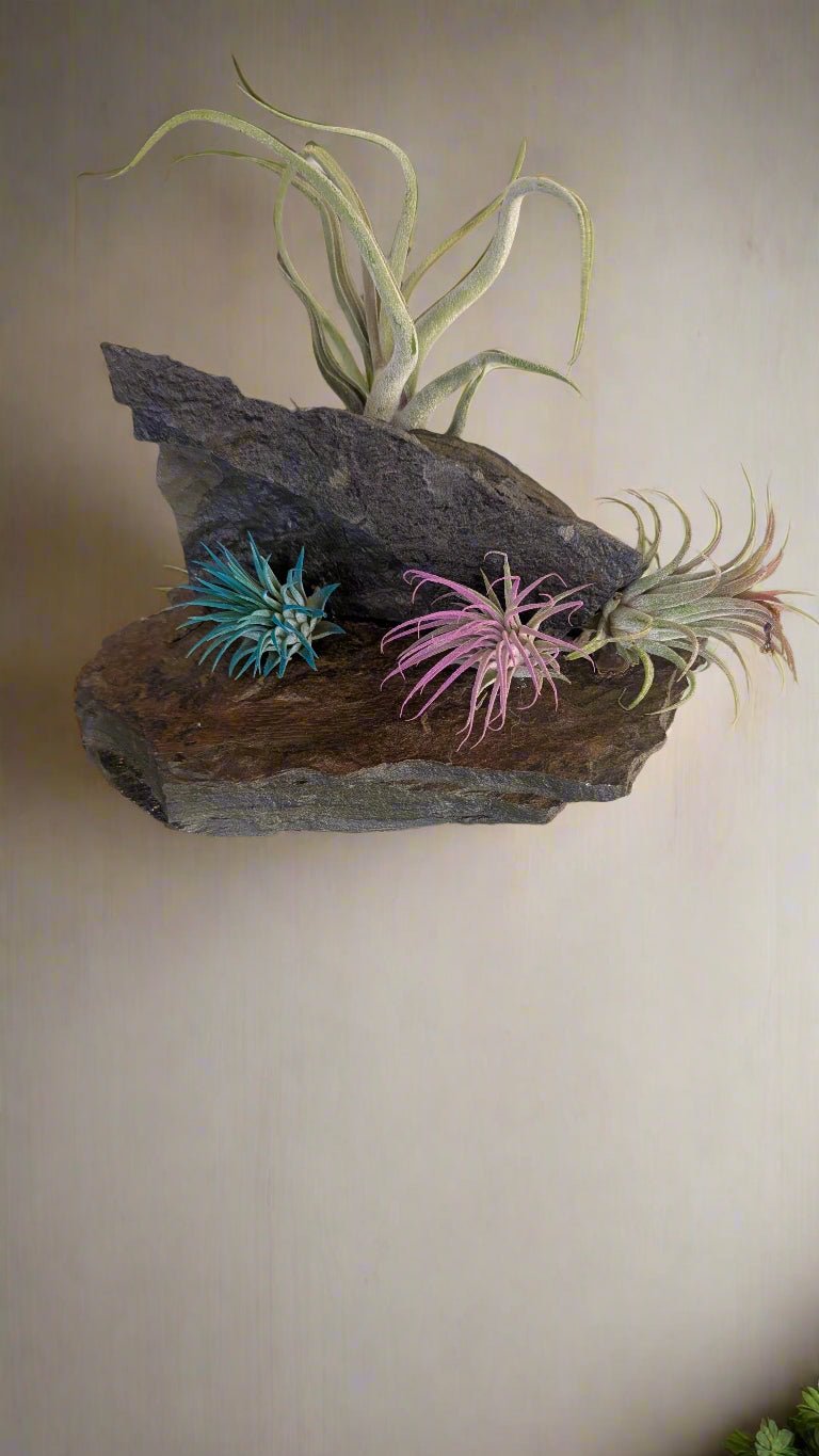 Four Air plants setting - Heart & Home Flowers