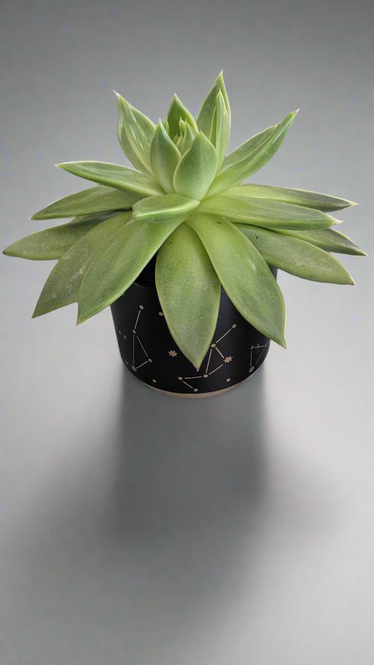 Alone Succulent - Heart & Home Flowers