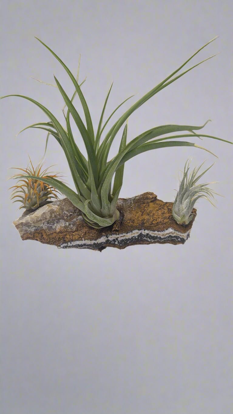 3 Air Plants - Heart & Home Flowers