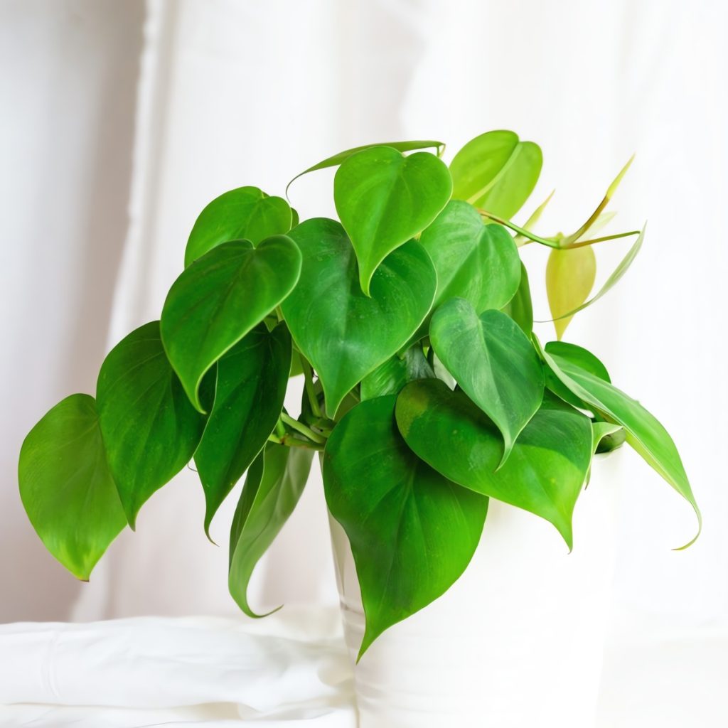 Philodendron - Heart & Home Flowers