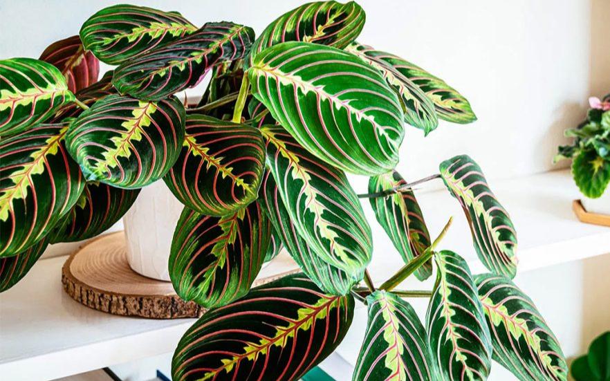 Prayer Plant - Heart & Home Flowers