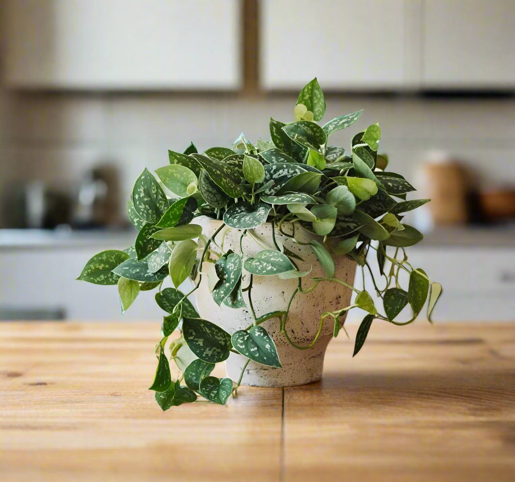 Silver Satin Pothos - Heart & Home Flowers