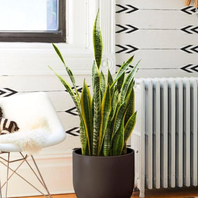 Snake Plant - Heart & Home Flowers