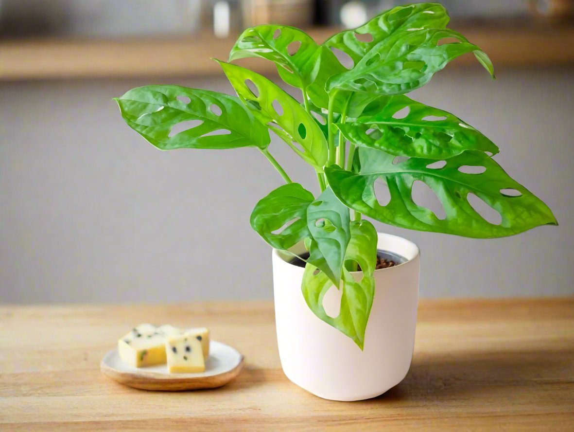 Swiss Cheese Plant - Heart & Home Flowers