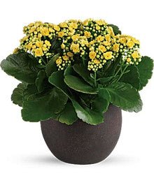 Modern Kalanchoe - Heart & Home Flowers