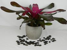 Neoregelia Voodoo Doll - Heart & Home Flowers
