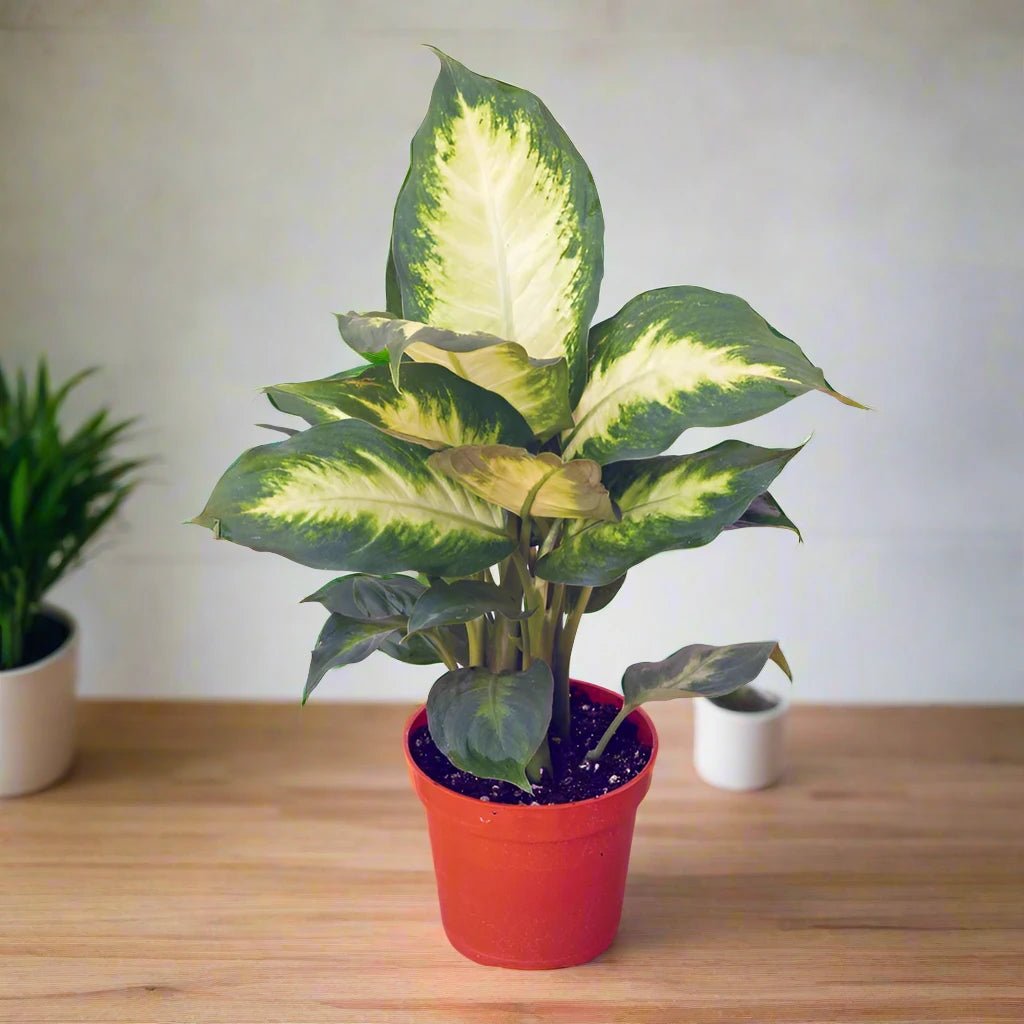 Dieffenbachia - Heart & Home Flowers