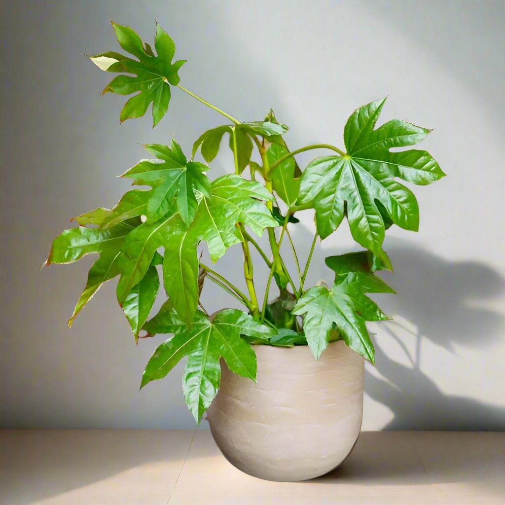 Fatsia Japonica - Heart & Home Flowers