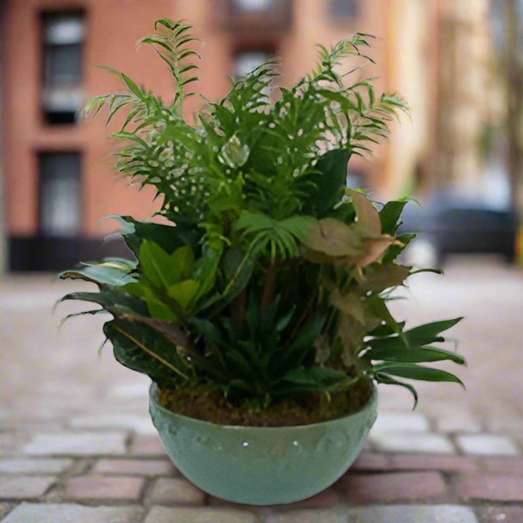 Ceramic Dish Gardens - Heart & Home Flowers