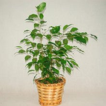 Ficus Plant - Heart & Home Flowers