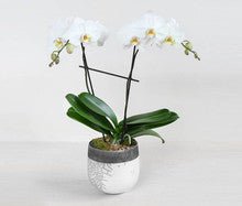 Phalaenopsis In White - Heart & Home Flowers