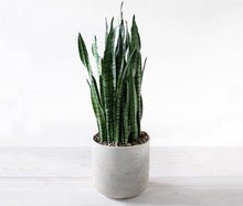 Indoor Sansevieria Plant - Heart & Home Flowers