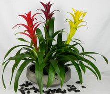 Triple Bromeliad Garden - Heart & Home Flowers