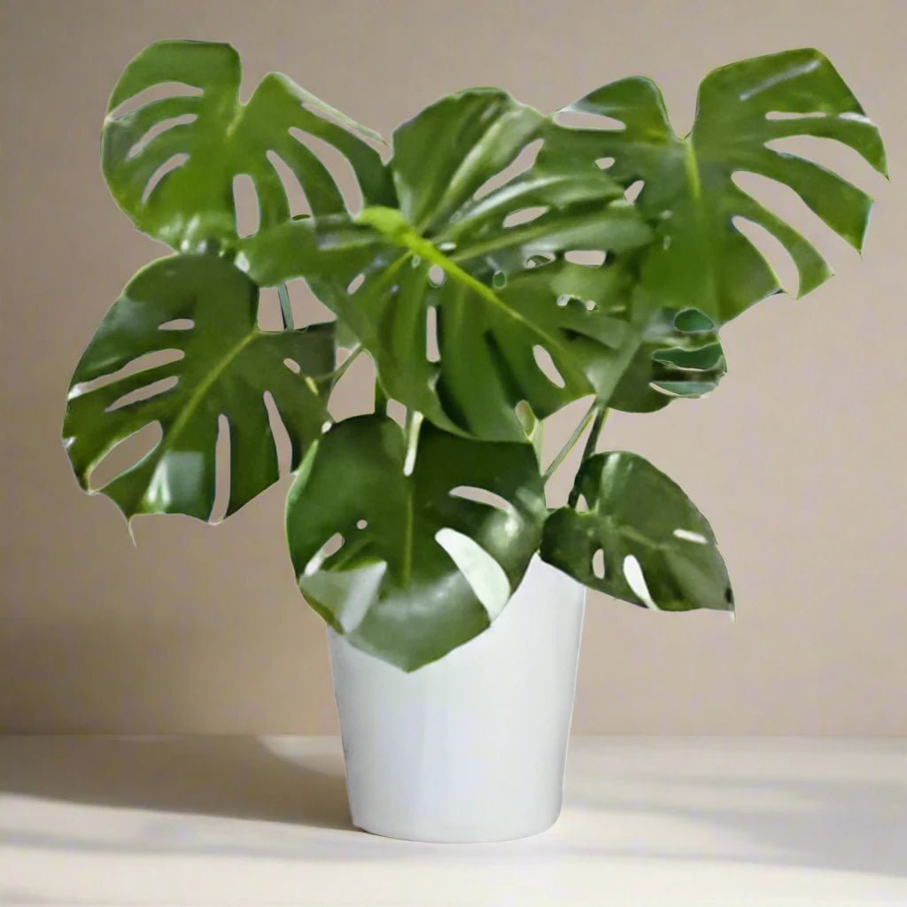 Monstera - Heart & Home Flowers