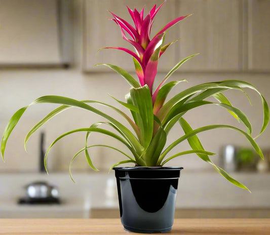 Bromeliad Guzmania Plant