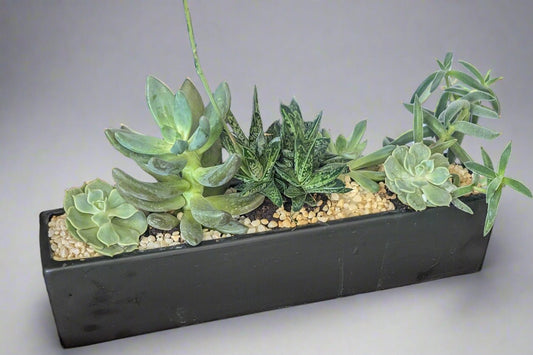 Succulent Vessel
