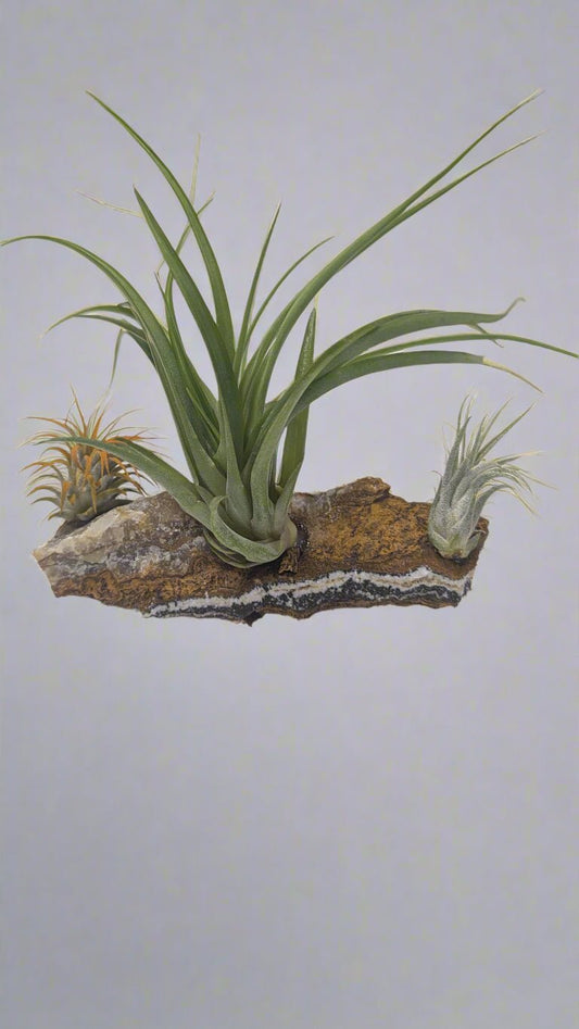 3 Air Plants - Heart & Home Flowers