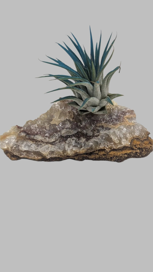 Single Air Plant - Heart & Home Flowers