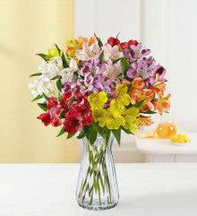 Peruvian Lilies