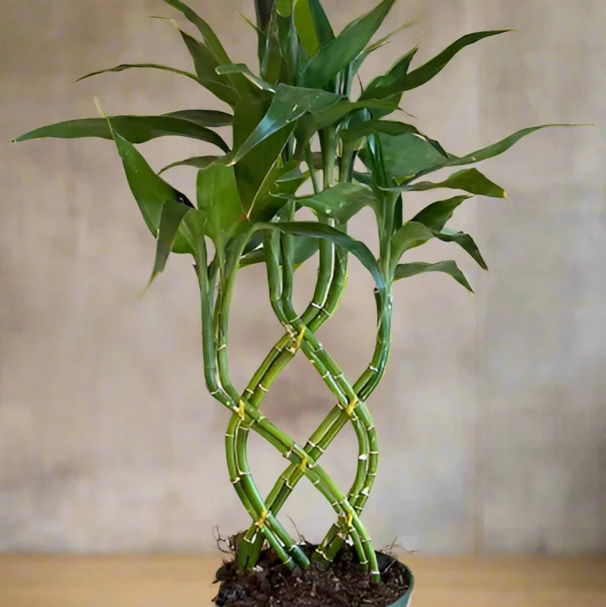 Lucky Bamboo Trellis