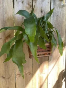 Staghorn Fern in orchid basket